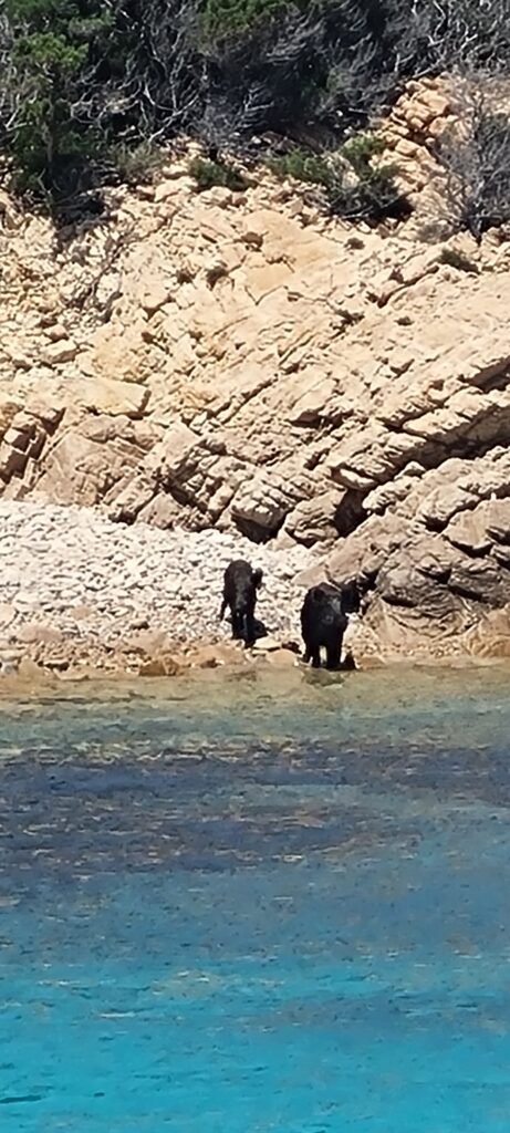 사르데냐 해변에서 볼수 있는 야생 돼지