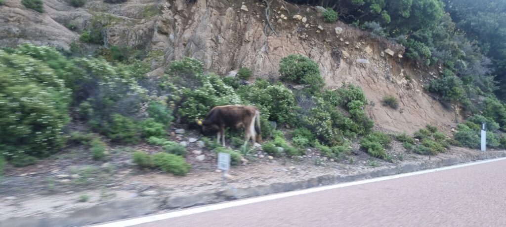 사르데냐 운전중 만날 수 있는 야생동물