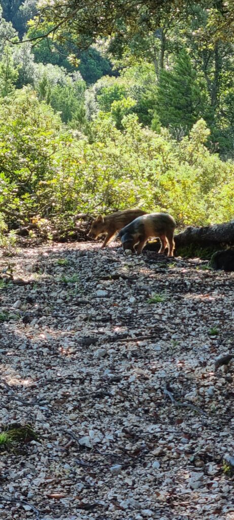 사르데냐 칼라 골로리체(Cala Goloritzé)로 가는 도중 볼수 있는 야생돼지